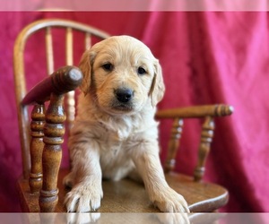 Golden Retriever Puppy for sale in DE BEQUE, CO, USA
