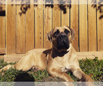 Small Photo #4 Boerboel Puppy For Sale in SUGAR LAND, TX, USA