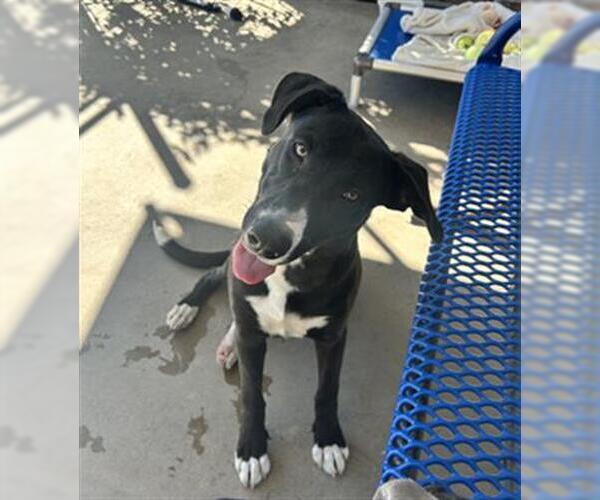 Medium Photo #2 Shepradors Puppy For Sale in Chula Vista, CA, USA