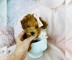 Small Photo #9 Poodle (Toy) Puppy For Sale in THONOTOSASSA, FL, USA