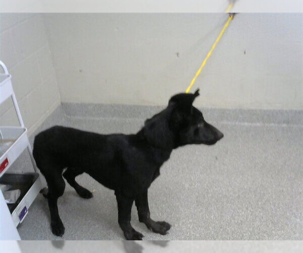 Medium Photo #1 German Shepherd Dog-Unknown Mix Puppy For Sale in Pasadena, TX, USA