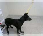 Small German Shepherd Dog Mix
