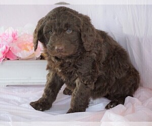 Newfypoo Puppy for sale in FREDERICKSBG, OH, USA