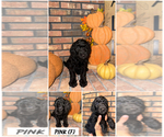 Puppy Pink Goldendoodle (Miniature)