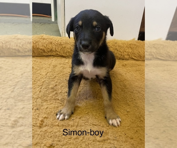 Medium Photo #1 Doberman Pinscher-Greyhound Mix Puppy For Sale in CANAL WINCHESTER, OH, USA