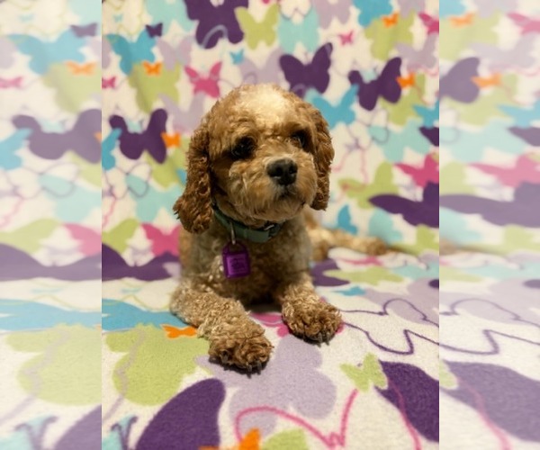 Medium Photo #1 Cavapoo (Miniature) Puppy For Sale in Mukwonago, WI, USA
