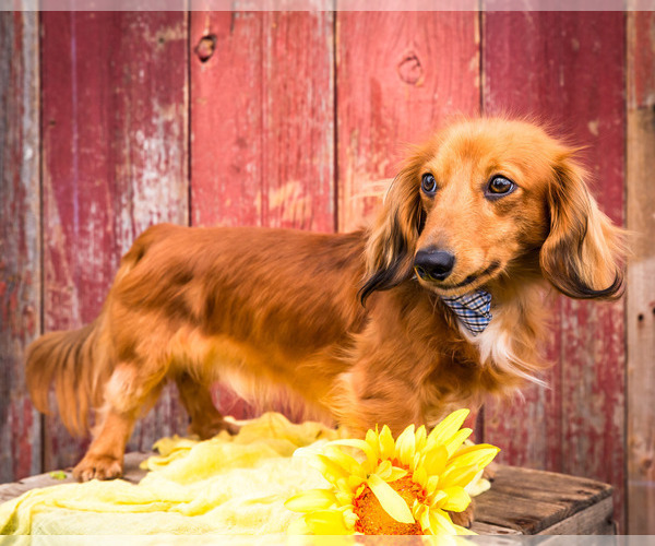 Medium Photo #10 Dachshund Puppy For Sale in WAKARUSA, IN, USA