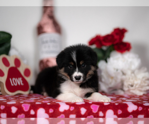 Border Collie Puppy for sale in CONWAY, MO, USA