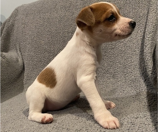 Medium Photo #31 Jack Russell Terrier Puppy For Sale in RICHMOND, MI, USA