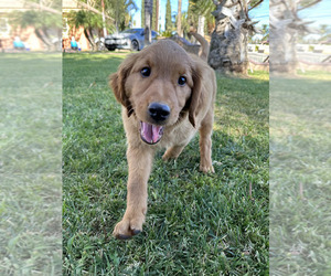 Golden Retriever Puppy for Sale in RIVERSIDE, California USA