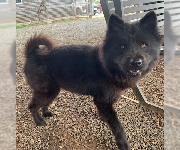 Medium Photo #2 Chow Chow Puppy For Sale in San Antonio, TX, USA