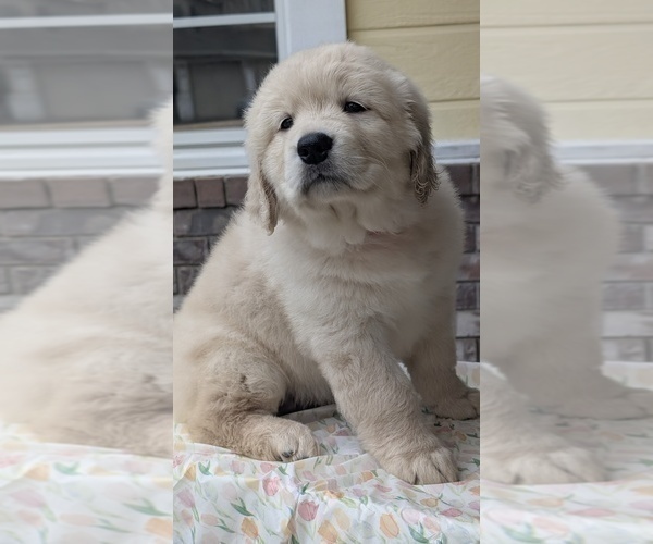 Medium Photo #2 Golden Retriever Puppy For Sale in MODESTO, CA, USA