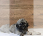 Puppy Remy Zuchon