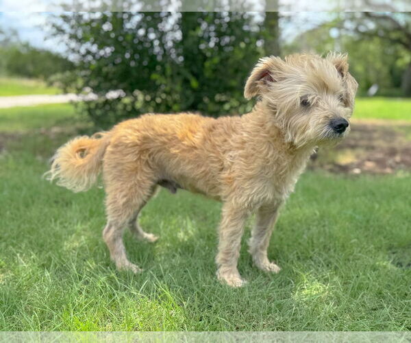 Medium Photo #8 Poodle (Miniature)-Unknown Mix Puppy For Sale in PIPE CREEK, TX, USA
