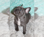 Small Photo #6 French Bulldog Puppy For Sale in PITTSBURGH, PA, USA