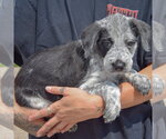 Small #1 Mutt