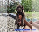 Small #2 Labrador Retriever