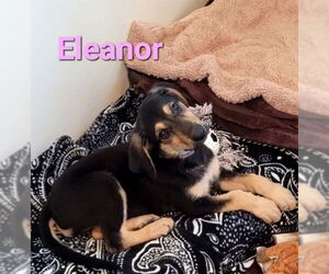 German Shepherd Dog-Weimaraner Mix Dogs for adoption in Des Moines, IA, USA