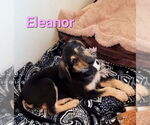 Small German Shepherd Dog-Weimaraner Mix