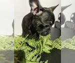 Small #2 Faux Frenchbo Bulldog