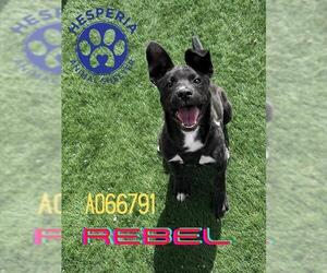 Medium American Pit Bull Terrier Mix