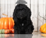 Small Photo #3 Cocker Spaniel-Poodle (Miniature) Mix Puppy For Sale in MOUNT VERNON, OH, USA