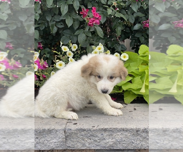Medium Photo #3 Great Pyrenees Puppy For Sale in CANOGA, NY, USA