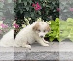 Small #2 Great Pyrenees
