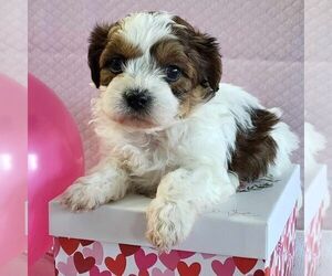 Zuchon Puppy for sale in ARTHUR, IL, USA