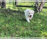 Small Photo #2 German Shepherd Dog Puppy For Sale in CARDINGTON, OH, USA