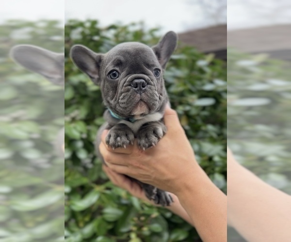 Medium Photo #11 French Bulldog Puppy For Sale in METUCHEN, NJ, USA