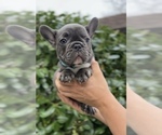 Small Photo #11 French Bulldog Puppy For Sale in METUCHEN, NJ, USA