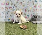 Small #10 Chihuahua