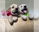 Small Photo #7 Golden Retriever Puppy For Sale in VICI, OK, USA