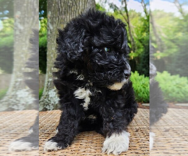 Medium Photo #4 Aussiedoodle Puppy For Sale in COLUMBIA, TN, USA