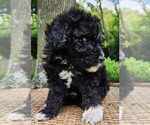 Small #3 Aussiedoodle