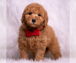 Small Photo #93 Goldendoodle (Miniature) Puppy For Sale in WARSAW, IN, USA