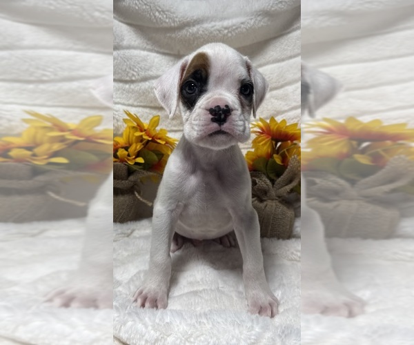 Medium Photo #10 Boxer Puppy For Sale in PAWNEE CITY, NE, USA