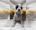 Small Photo #10 Boxer Puppy For Sale in PAWNEE CITY, NE, USA
