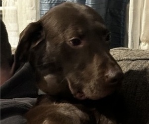 Mother of the Labrador Retriever puppies born on 04/14/2025