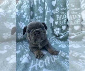 French Bulldog Puppy for sale in FERNDALE, WA, USA