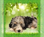 Small #14 Bernedoodle (Miniature)