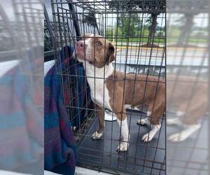 Mutt Dogs for adoption in Conroe, TX, USA