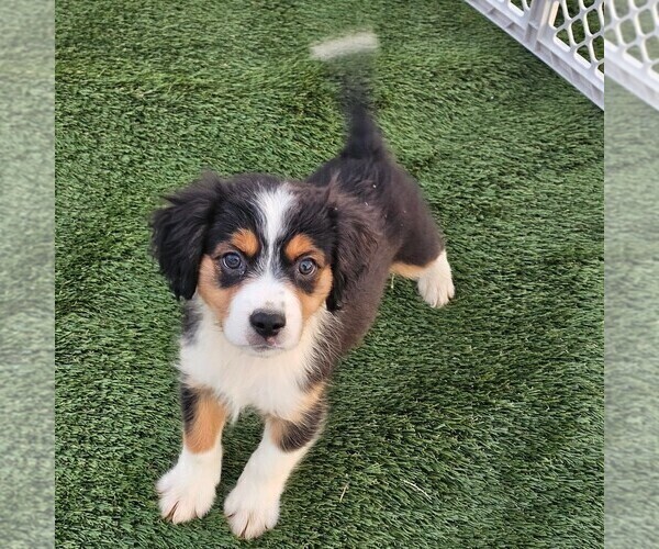 Medium Photo #6 Cavalier King Charles Spaniel-Miniature Australian Shepherd Mix Puppy For Sale in POMONA, CA, USA