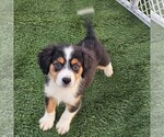 Puppy 2 Cavalier King Charles Spaniel-Miniature Australian Shepherd Mix