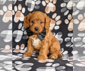 Cavapoo Puppy for sale in QUARRYVILLE, PA, USA