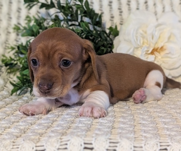 Medium Photo #14 Dachshund Puppy For Sale in GOSHEN, IN, USA