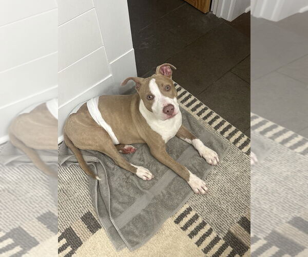 Medium Photo #4 American Pit Bull Terrier-Unknown Mix Puppy For Sale in Brewster, NY, USA
