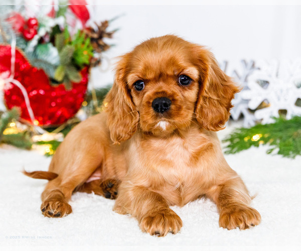 Medium Photo #71 Cavalier King Charles Spaniel Puppy For Sale in WAKARUSA, IN, USA