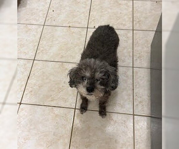 Medium Photo #1 Mutt Puppy For Sale in Cliffwood, NJ, USA